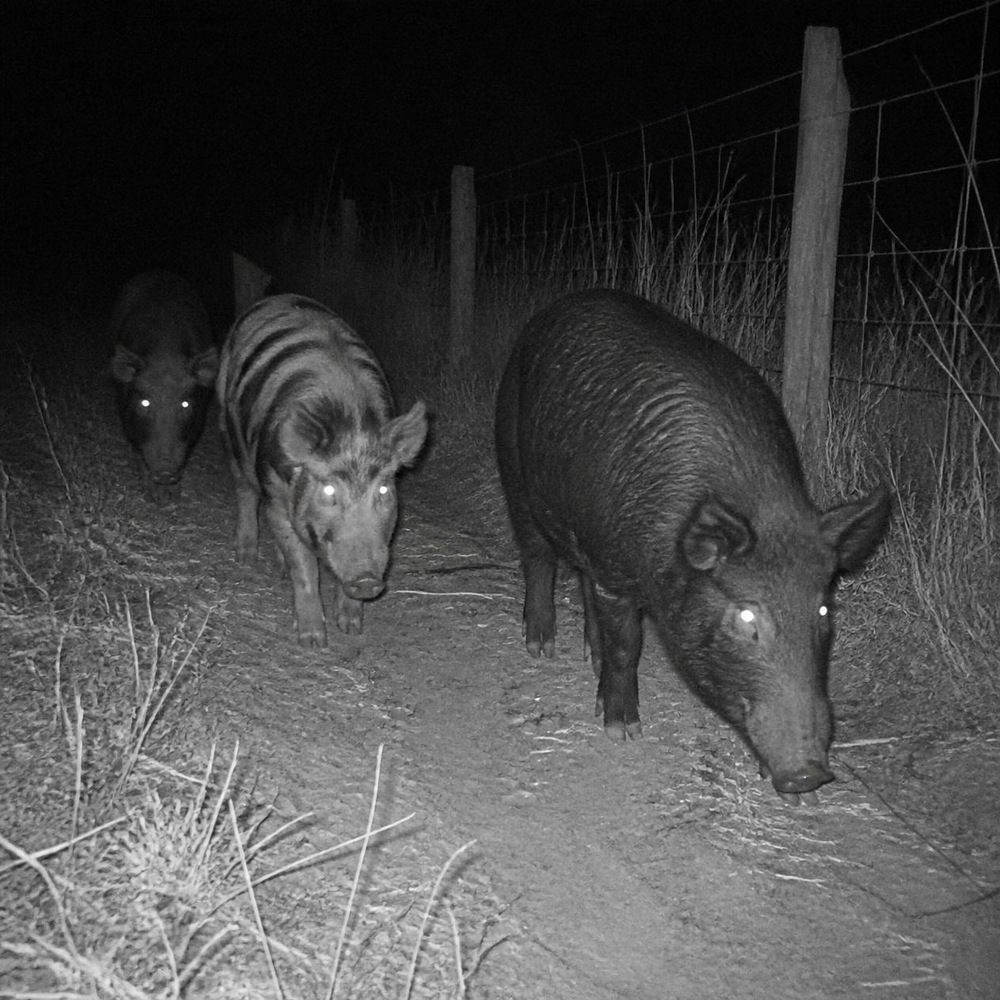 Illustration: feral pigs along a fence line at night, the kind of infrared photo a trail camera takes